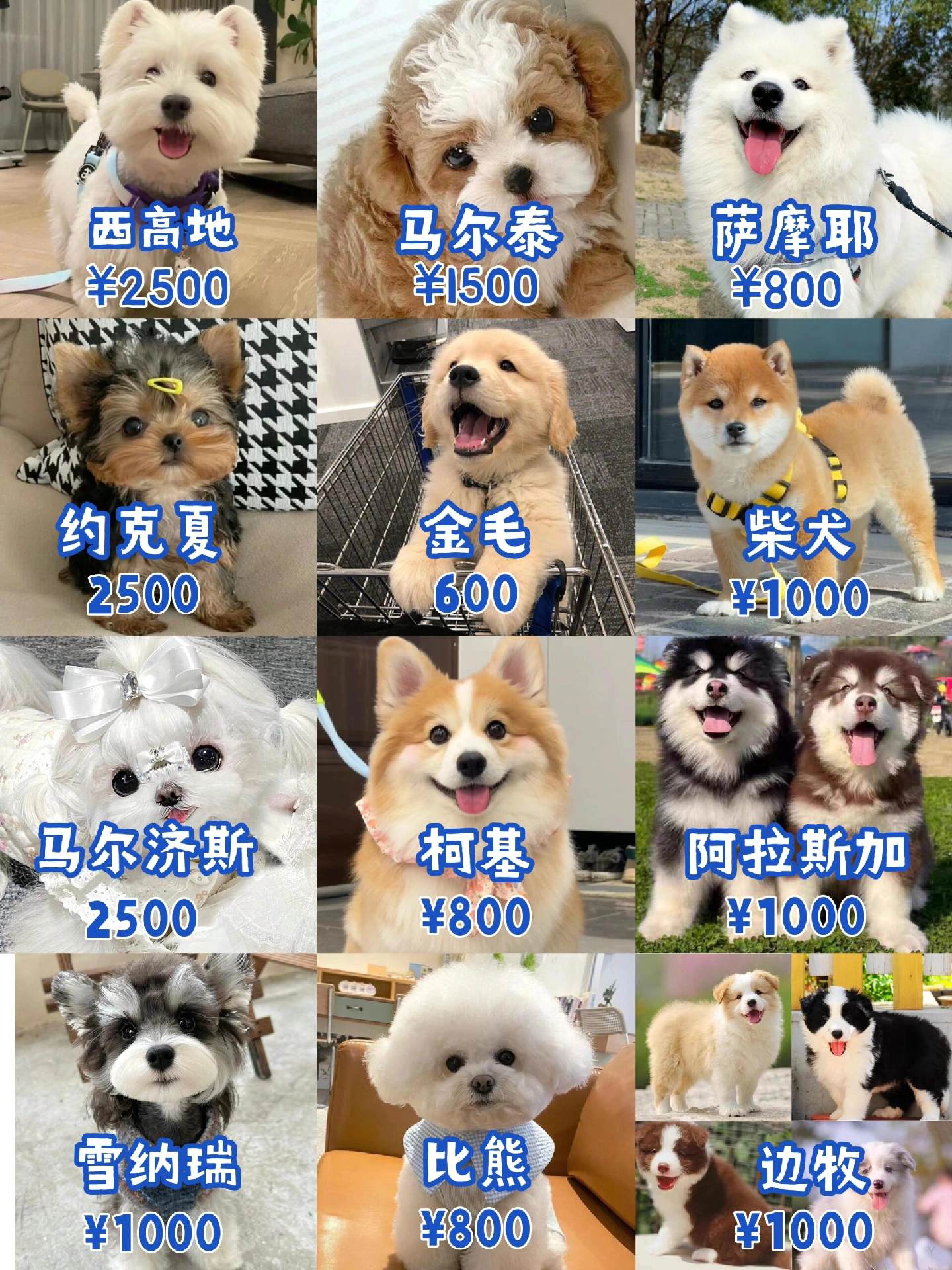 球员的宠物合集：有狗有猫还有羊？的简单介绍
